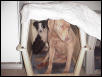 Who's kennel is this anyways!?