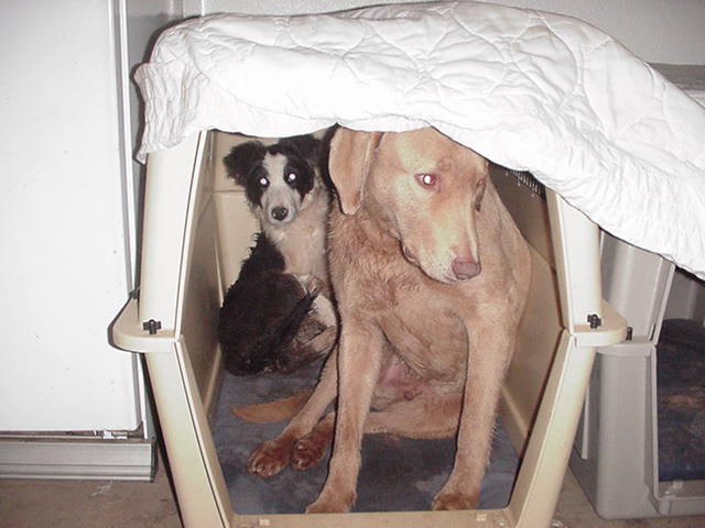 Who's kennel is this anyways!?