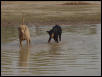 Carson & Zeena splashing in the pond