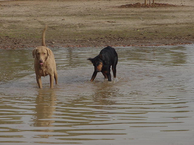 Carson & Zeena splashing in the pond
