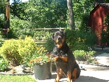 The Sun, the Flowers and The Rottweiler