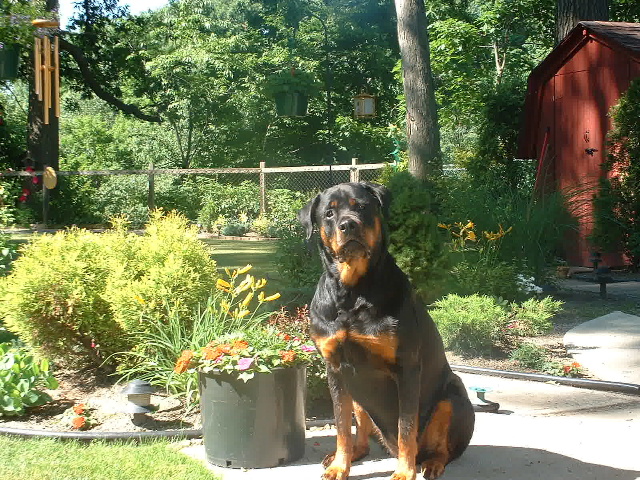 The Sun, the Flowers and The Rottweiler
