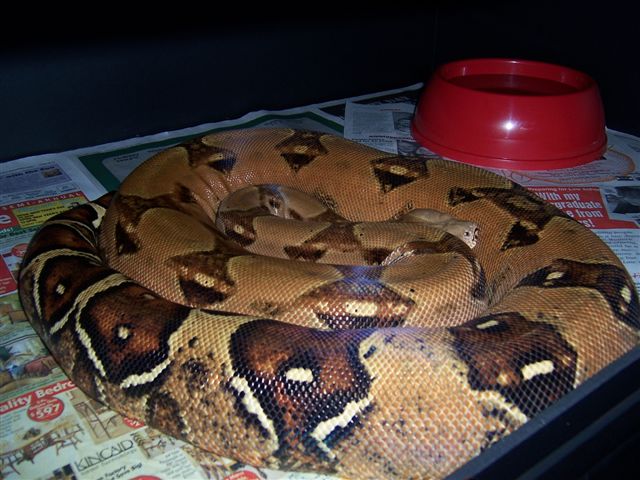 03 PC Female