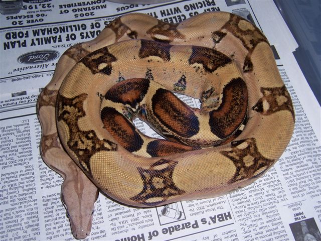 04 Harlequin