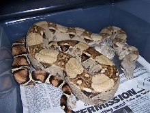 Het. Anery Female
