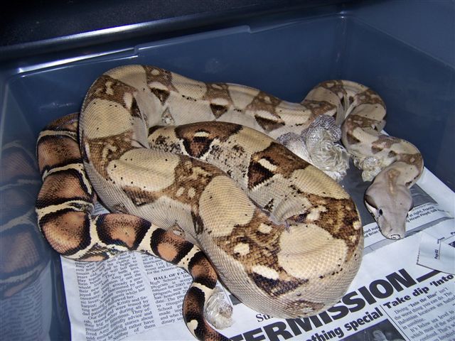 Het. Anery Female