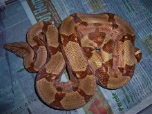 04 Potential Dominant Female