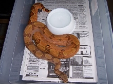 Orange Female