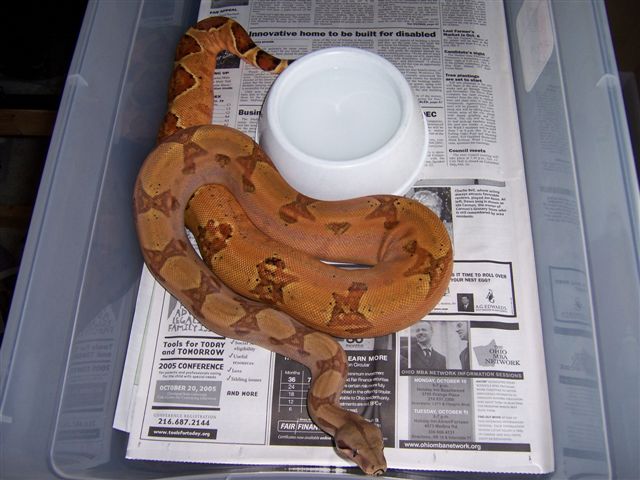Orange Female