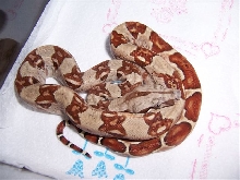 Monstertail Hypo Female