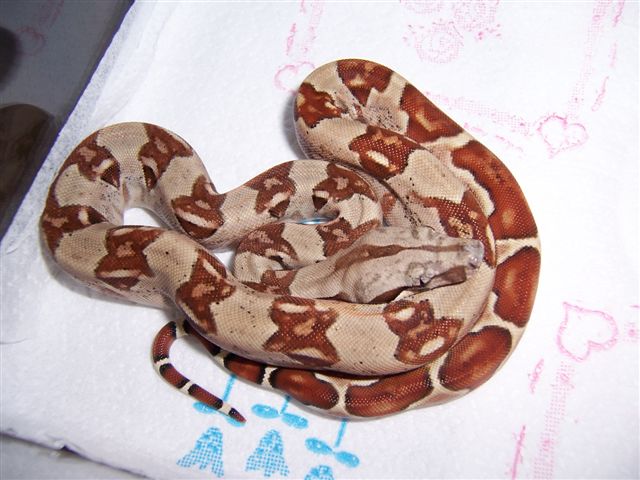 Monstertail Hypo Female