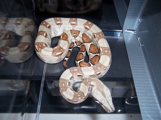 Male Monstertail