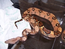 Male Pastel