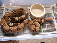 04 Red Female
