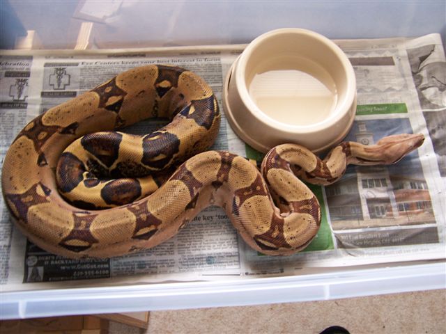 04 Red Female