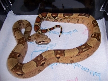 Nice Normal Female!!!!!