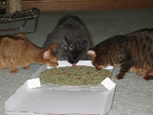 Yummy It's Pizza