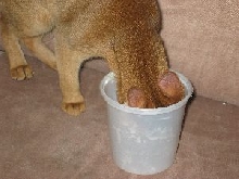 Antares eating pudding