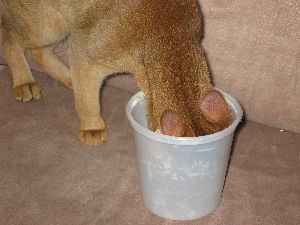 Antares eating pudding
