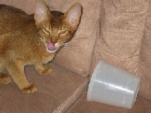 Antares LIcking Lips