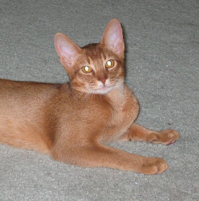 Antares Face