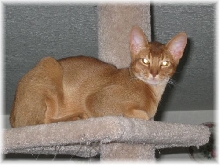 Antares on Cat Tree
