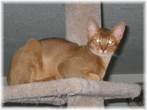 Antares on Cat Tree