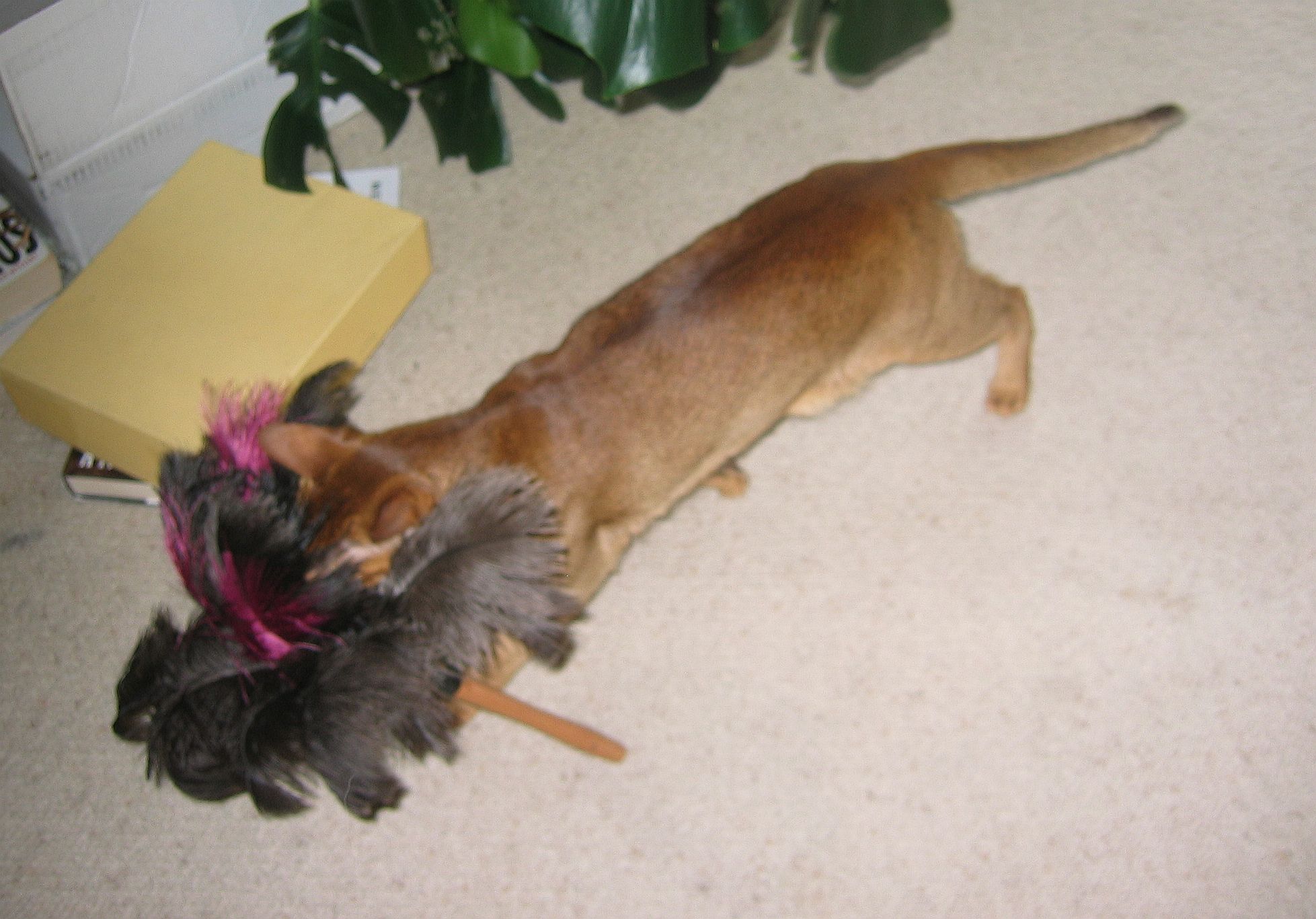 Antares Killing the Feather Duster