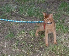 Antares on Lead