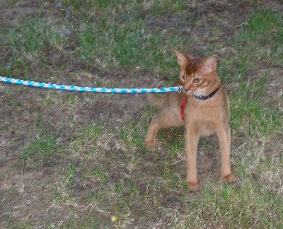 Antares on Lead
