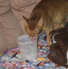 Luff that Pudding!