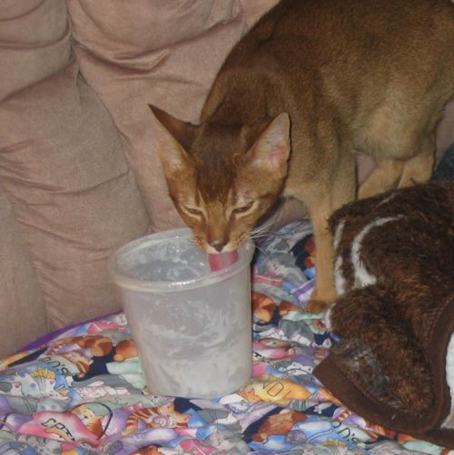 Luff that Pudding!