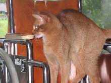 Antares on Wheelchair