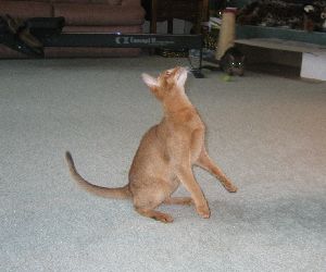 Antares sitting Up