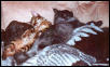 Ash and Zade Sleeping