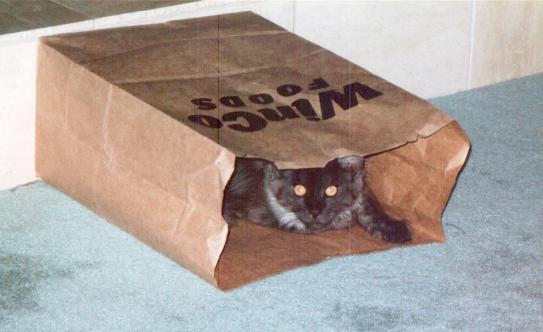 Ash in Paper Bag