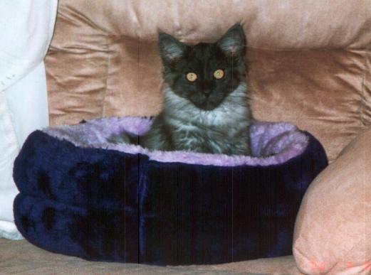 Ash in his Bed