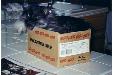Ash in Little Box