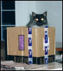 Ash in Shipping Box