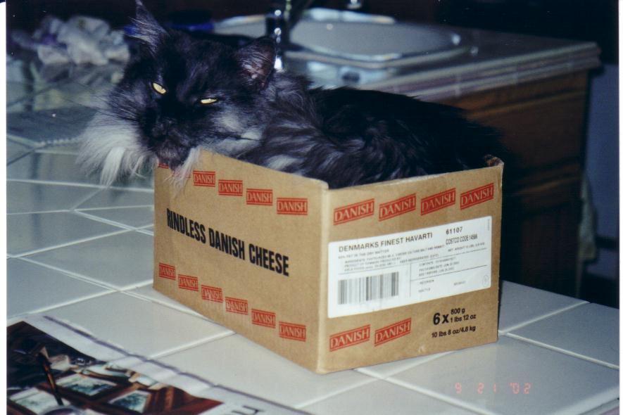 Ash in Little Box