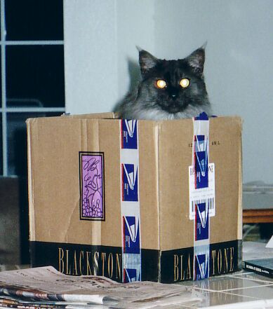 Ash in Shipping Box
