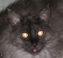 Ash Stoned