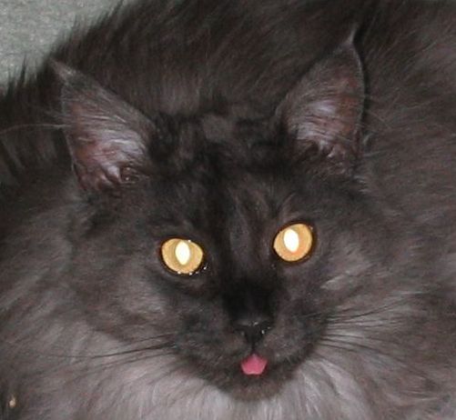 Ash Stoned