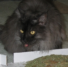Ash loving his catnip pizza