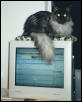 Ash the Computer Cat