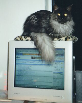 Ash the Computer Cat