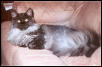 Ash on the Couch