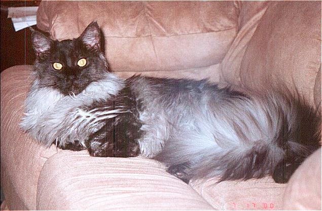 Ash on the Couch