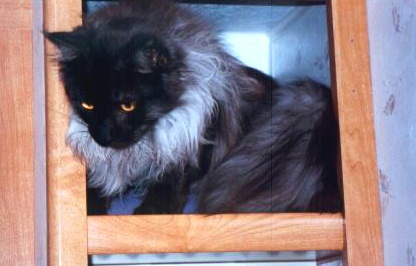 Ash in CubbyHole