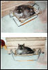 Ash in his Hammock